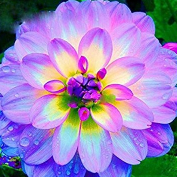 Meet your Posher - Picture 1 of 1